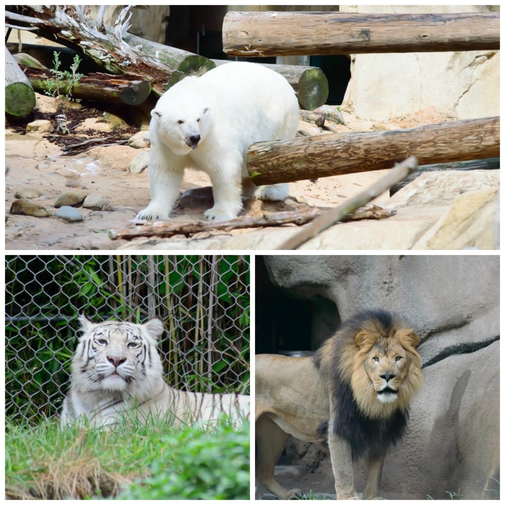 Animals at the Memphis zoo